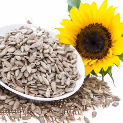 Ăn hạt hướng dương sạch với liều lượng vừa phải sẽ có lợi cho cơ thể của bạn (Nguồn: Internet). Ăn hạt hướng dương sạch với liều lượng vừa phải sẽ có lợi cho cơ thể của bạn (Nguồn: Internet).