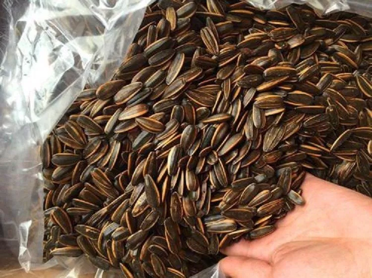 Hiện nay có rất nhiều hạt hướng dương trôi nổi không rõ nguồn gốc xuất xứ được bày bán khắp nơi (Nguồn: Internet). Hiện nay có rất nhiều hạt hướng dương trôi nổi không rõ nguồn gốc xuất xứ được bày bán khắp nơi (Nguồn: Internet).