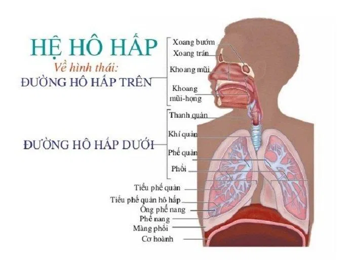 Hệ hô hấp gồm rất nhiều bộ phận cấu thành từ trên xuống dưới (Ảnh: Internet). Hệ hô hấp gồm rất nhiều bộ phận cấu thành từ trên xuống dưới (Ảnh: Internet).