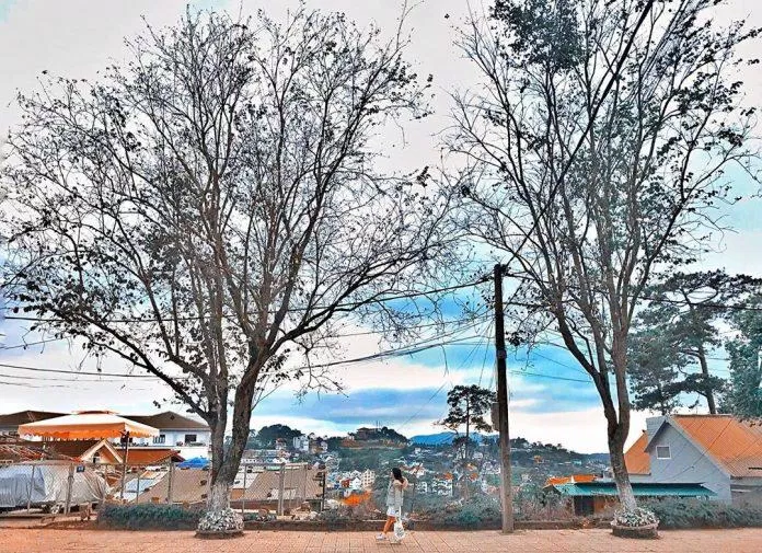 Hoa ban trắng nở lung linh vào tháng 2 khi đi du lịch Đà Lạt vào tháng 1 (Nguồn: Internet)