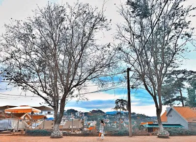 Hoa ban trắng nở lung linh vào tháng 2 khi đi du lịch Đà Lạt vào tháng 1 (Nguồn: Internet)