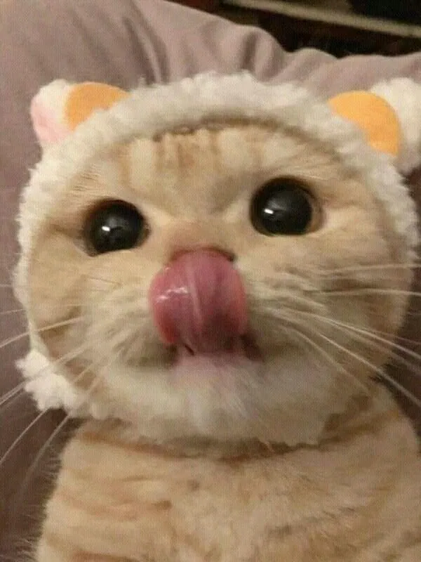 mlem mlem (Nguồn: Internet)