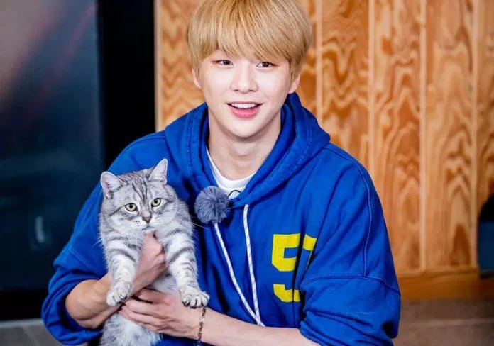 Kang Daniel là một trong những ngôi sao Kpop thuộc hội cuồng mèo của Kpop. (Nguồn: Internet)