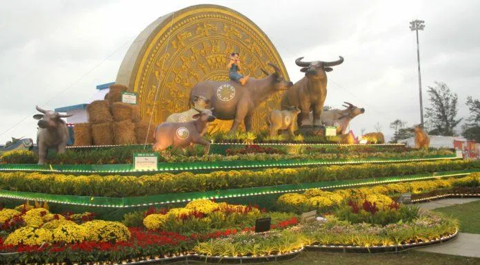 Gia đình trâu tại Bình Định, đại biểu cho một năm mới sung túc, an khang (Ảnh: Internet).
