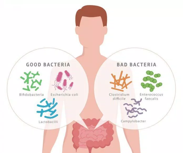 Probiotic là các vi khuẩn có lợi sống trong cơ thể chúng ta (Nguồn: Internet).