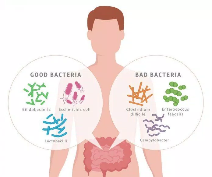 Probiotic là các vi khuẩn có lợi sống trong cơ thể chúng ta (Nguồn: Internet). Probiotic là các vi khuẩn có lợi sống trong cơ thể chúng ta (Nguồn: Internet).