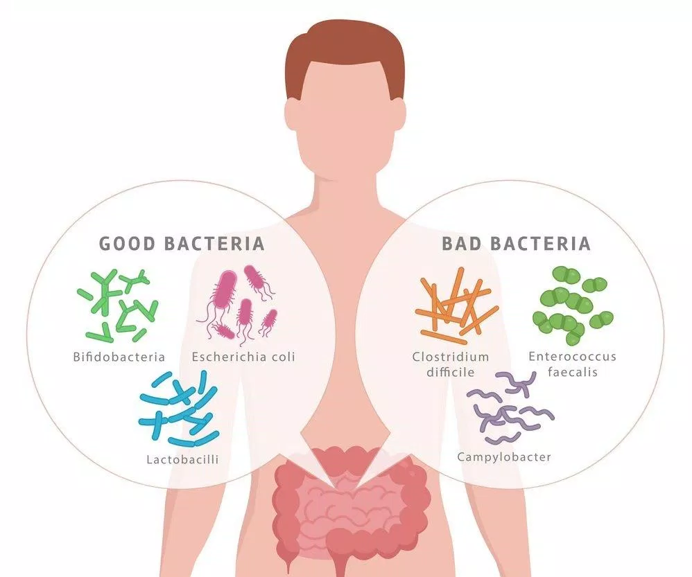 Probiotic là các vi khuẩn có lợi sống trong cơ thể chúng ta (Nguồn: Internet). Probiotic là các vi khuẩn có lợi sống trong cơ thể chúng ta (Nguồn: Internet).