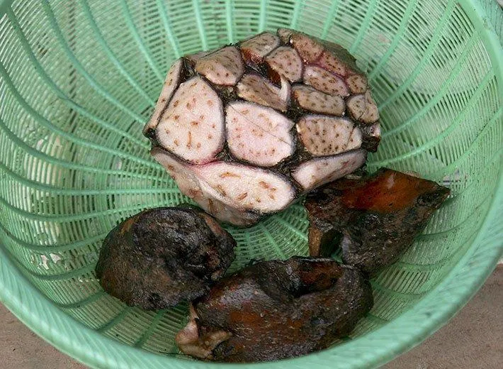 Những trái cây chưng Tết 2021 ý nghĩa nhất: quả Móng ngựa (ảnh: Internet). Những trái cây chưng Tết 2021 ý nghĩa nhất: quả Móng ngựa (ảnh: Internet).