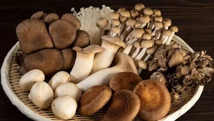 Nấm là thực phẩm giàu dinh dưỡng nhưng nếu hâm lại sẽ gây ra tác hạo cho sức khỏe. (Nguồn: Internet) Nấm là thực phẩm giàu dinh dưỡng nhưng nếu hâm lại sẽ gây ra tác hạo cho sức khỏe. (Nguồn: Internet)