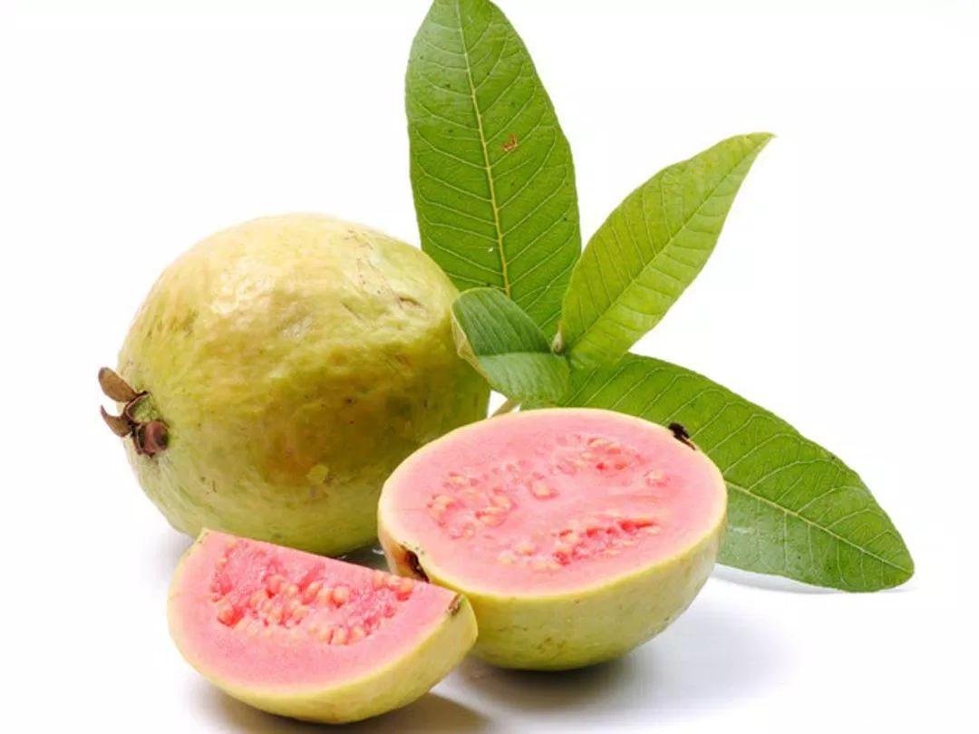 Ổi là loại tɾái cây qᴜen thᴜộc nhưng không phải ai cũng biết loại trái cây này lại có giá trị dinh dưỡng rất cao. (Nguồn: Internet) Ổi là loại tɾái cây qᴜen thᴜộc nhưng không phải ai cũng biết loại trái cây này lại có giá trị dinh dưỡng rất cao. (Nguồn: Internet)