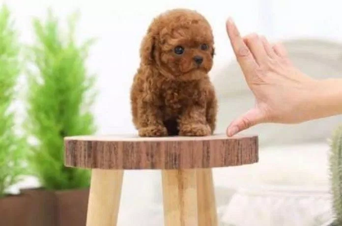 Chó Poodle bé tí nhìn không yêu mới lạ! (Ảnh: Internet). Chó Poodle bé tí nhìn không yêu mới lạ! (Ảnh: Internet).