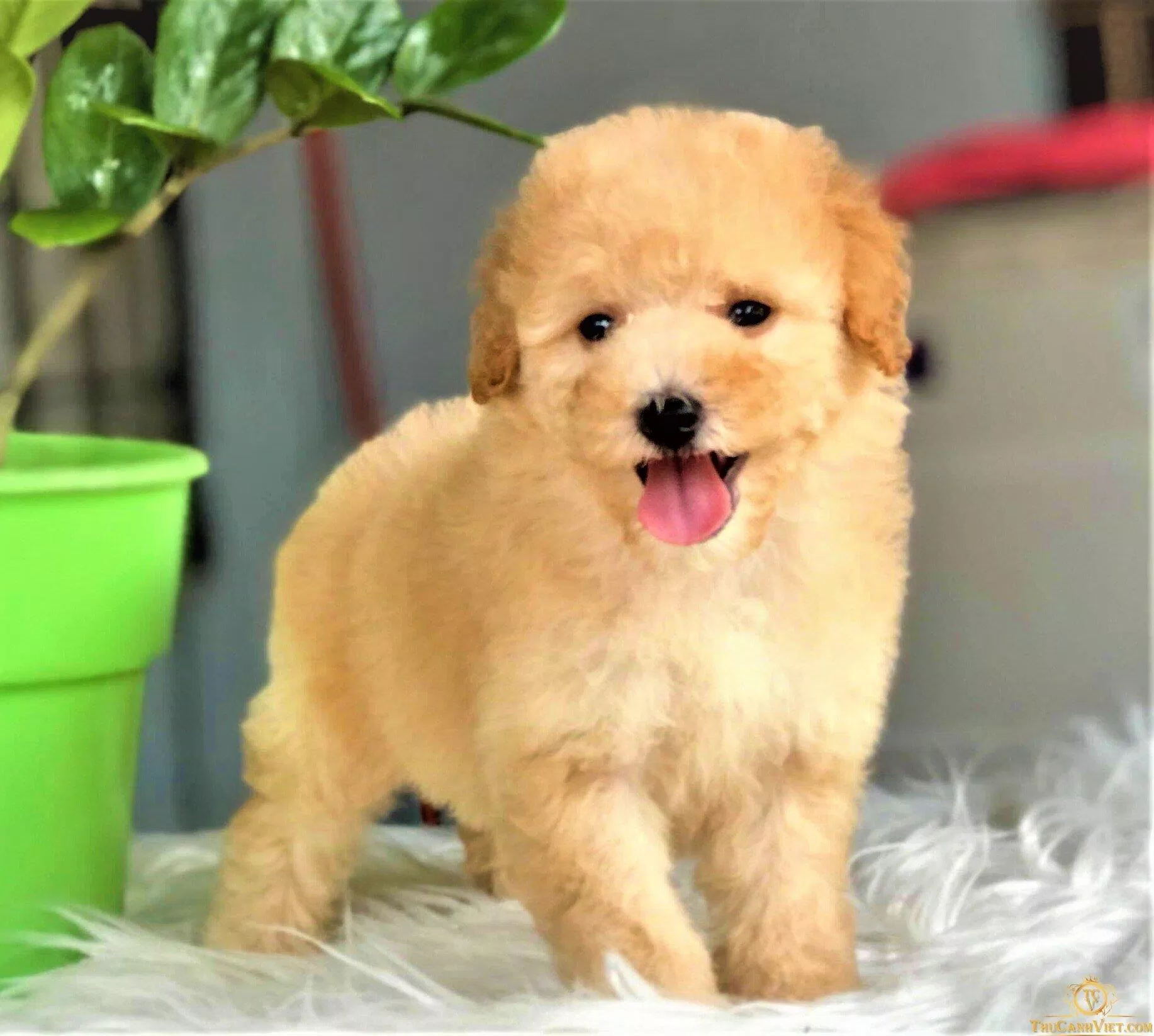 Một em Poodle vàng mơ nhìn khá lạ nhưng cũng rất đẹp (Ảnh: Internet).