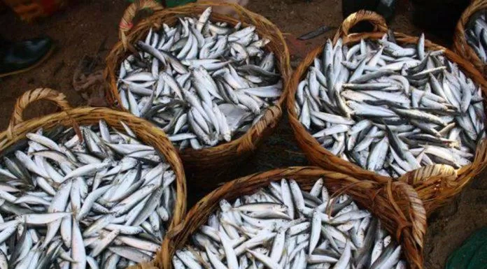 Những rổ cá cơm ánh bạc, tươi rói được đánh bắt từ biển là nguyên liệu chủ chốt của mắm cái (Nguồn: Internet).