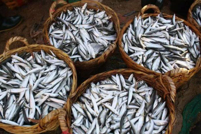 Những rổ cá cơm ánh bạc, tươi rói được đánh bắt từ biển là nguyên liệu chủ chốt của mắm cái (Nguồn: Internet).