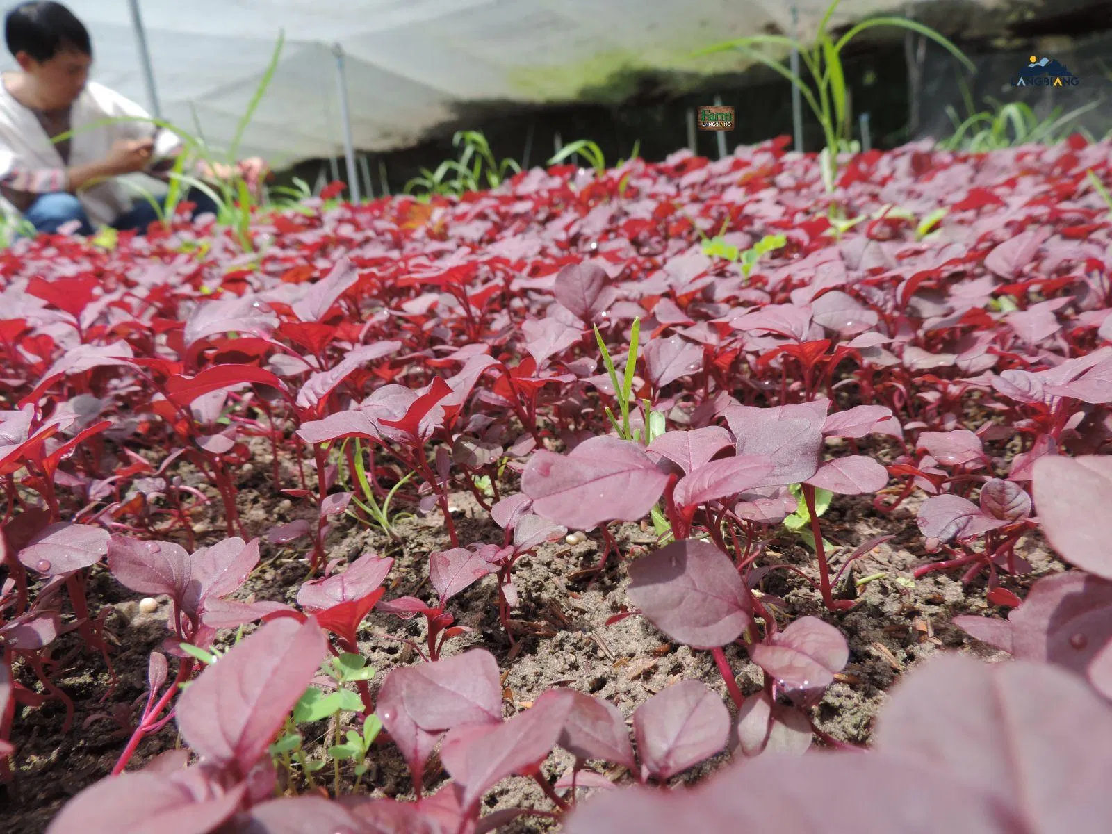 Rau dền đỏ chứa nhiều vitamin B12 và chất sắt. (Nguồn: Internet) Rau dền đỏ chứa nhiều vitamin B12 và chất sắt. (Nguồn: Internet)