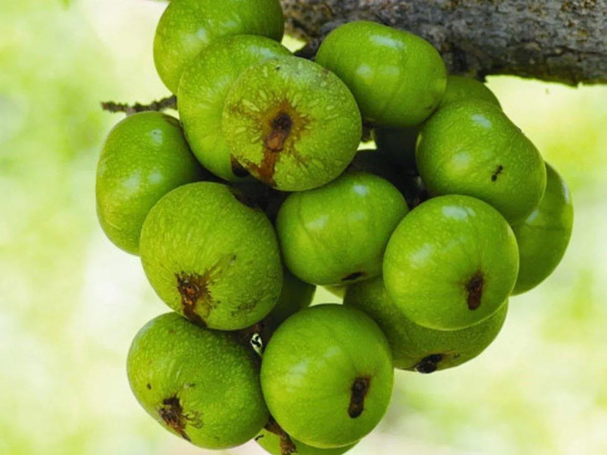 Những trái cây chưng Tết 2021 ý nghĩa nhất: quả sung (ảnh: Internet). Những trái cây chưng Tết 2021 ý nghĩa nhất: Sung (ảnh: Internet).