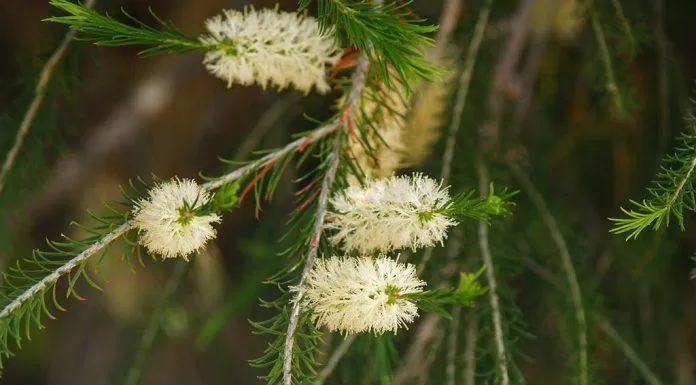 Tea Tree Oil được ra đời từ loại cây Malaleuca Alternifolia của nước Úc ( Nguồn: internet)