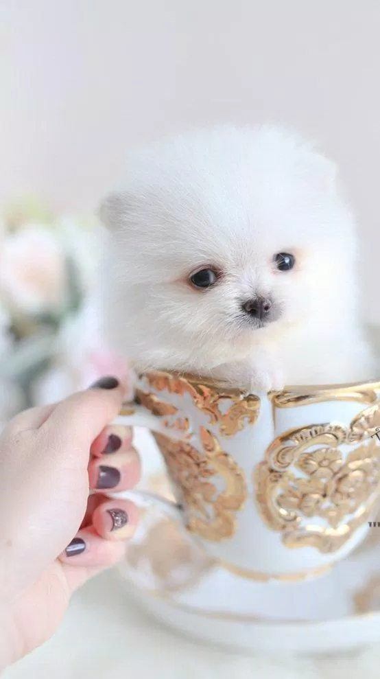 Cho Teacup nói chung cần chăm sóc cẩn thận hơn so với các giống chó bình thường bạn nhé (Ảnh: Internet).