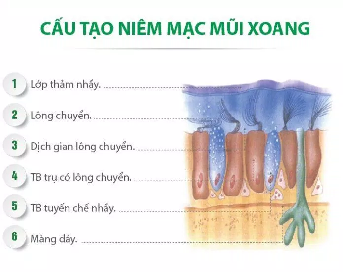 Niêm mạc mũi tiết ra chất nhầy rất quan trọng đối với vấn đề vệ sinh của cơ thể (Ảnh: Internet). Niêm mạc mũi tiết ra chất nhầy rất quan trọng đối với vấn đề vệ sinh của cơ thể (Ảnh: Internet).
