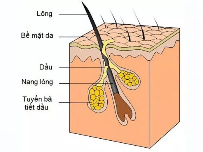 Tuyến bã nằm ngay cạnh lỗ chân lông và tiết nhờn ra bề mặt da (Ảnh: Internet).