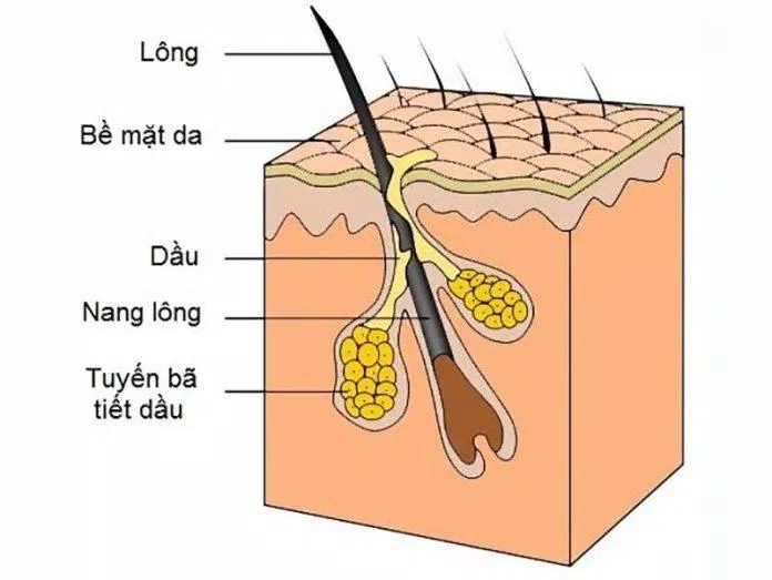 Tuyến bã nằm ngay cạnh lỗ chân lông và tiết nhờn ra bề mặt da (Ảnh: Internet). Tuyến bã nằm ngay cạnh lỗ chân lông và tiết nhờn ra bề mặt da (Ảnh: Internet).