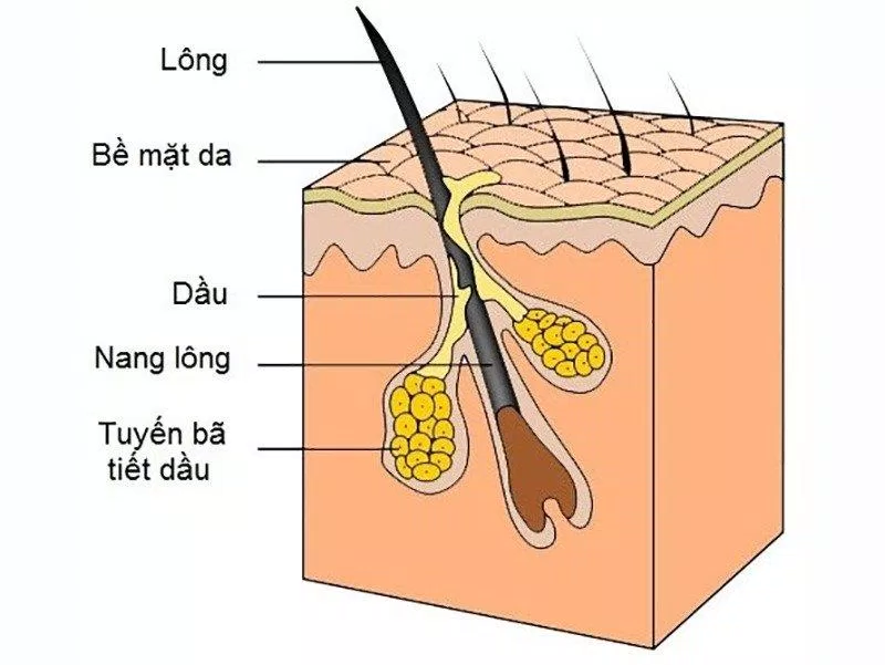 Tuyến bã nằm ngay cạnh lỗ chân lông và tiết nhờn ra bề mặt da (Ảnh: Internet).