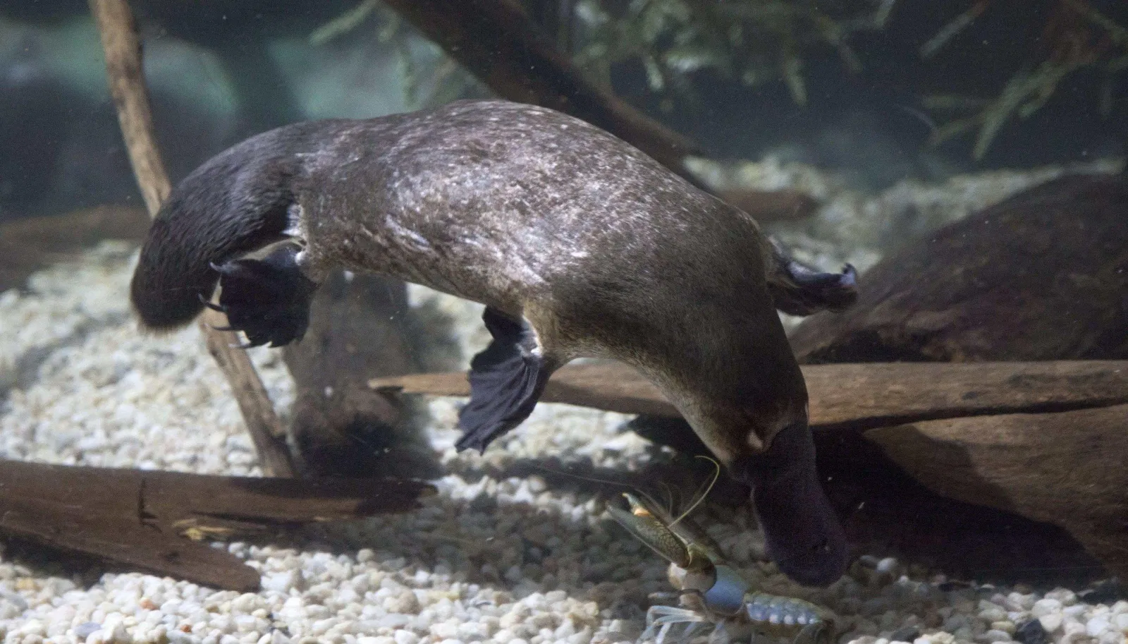 Kiếm ăn cần mẫn thế này nhưng chúng ăn bằng cách nào nhỉ? (Ảnh: Internet). Kiếm ăn cần mẫn thế này nhưng chúng ăn bằng cách nào nhỉ? (Ảnh: Internet).