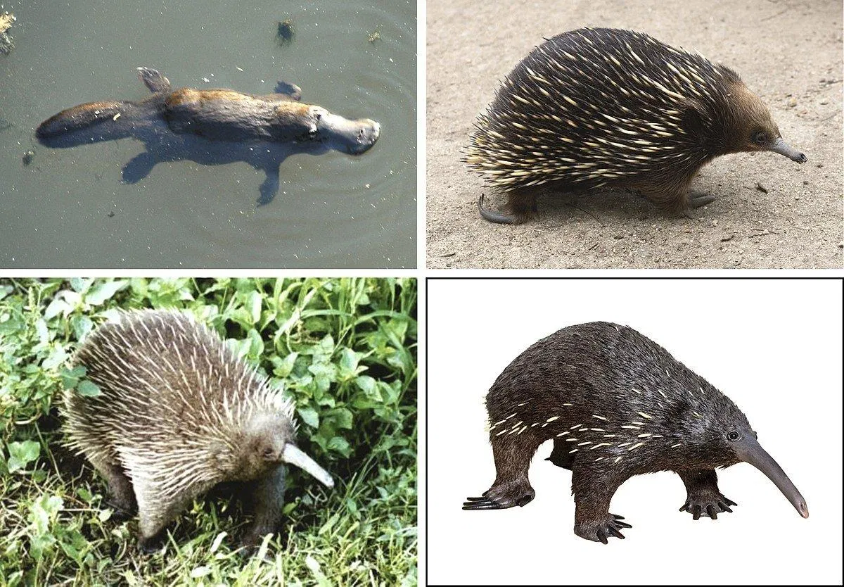 Thú mỏ vịt cùng với các loài nhím Âu là đại diện duy nhất của nhóm thú Đơn huyệt (Ảnh: Internet). Thú mỏ vịt cùng với các loài nhím Âu là đại diện duy nhất của nhóm thú Đơn huyệt (Ảnh: Internet).