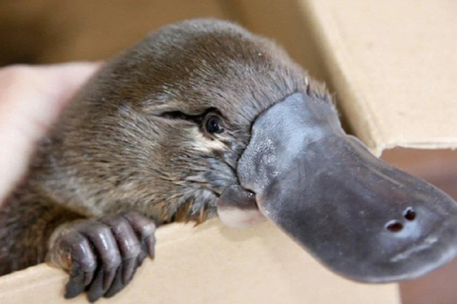 Khi ở trên bờ nhìn chân chúng như chẳng có màng vậy (Ảnh: Internet). Khi ở trên bờ nhìn chân chúng như chẳng có màng vậy (Ảnh: Internet).