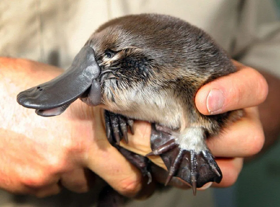 Những ngón chân của thú mỏ vịt có màng giúp chúng bơi lội trong nước (Ảnh: Internet). Những ngón chân của thú mỏ vịt có màng giúp chúng bơi lội trong nước (Ảnh: Internet).