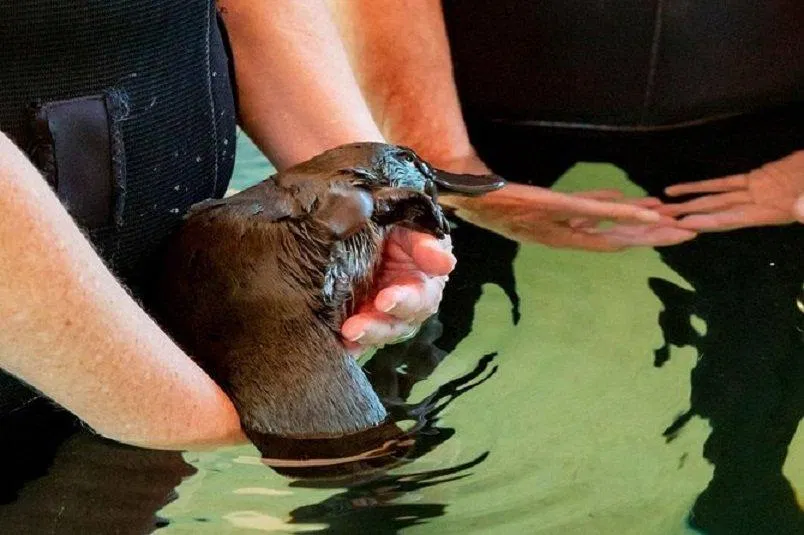 Thú mỏ vịt đang rất cần được bảo vệ khỏi bị tuyệt chủng (Ảnh: Internet). Thú mỏ vịt đang rất cần được bảo vệ khỏi bị tuyệt chủng (Ảnh: Internet).