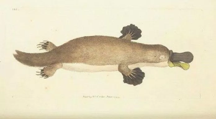 Bức vẽ thú mỏ vịt lần đầu được khoa học biết đến vào cuối thế kỷ 18 (Ảnh: Internet).