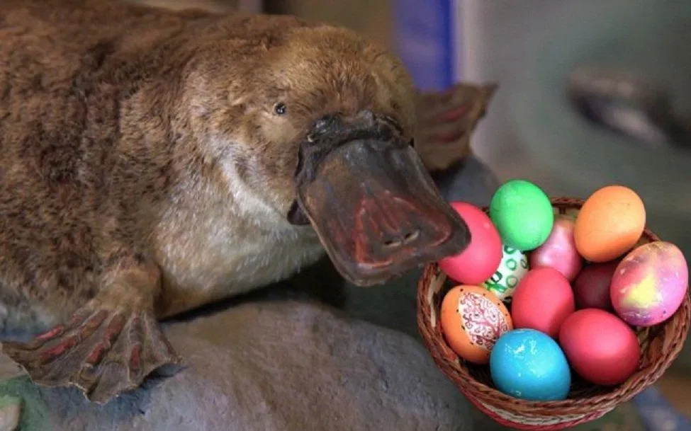 Mấy quả trứng này là trang trí thôi, nhưng đúng là thú mỏ vịt đẻ trứng đấy ạ! (Ảnh: Internet). Mấy quả trứng này là trang trí thôi, nhưng đúng là thú mỏ vịt đẻ trứng đấy ạ! (Ảnh: Internet).