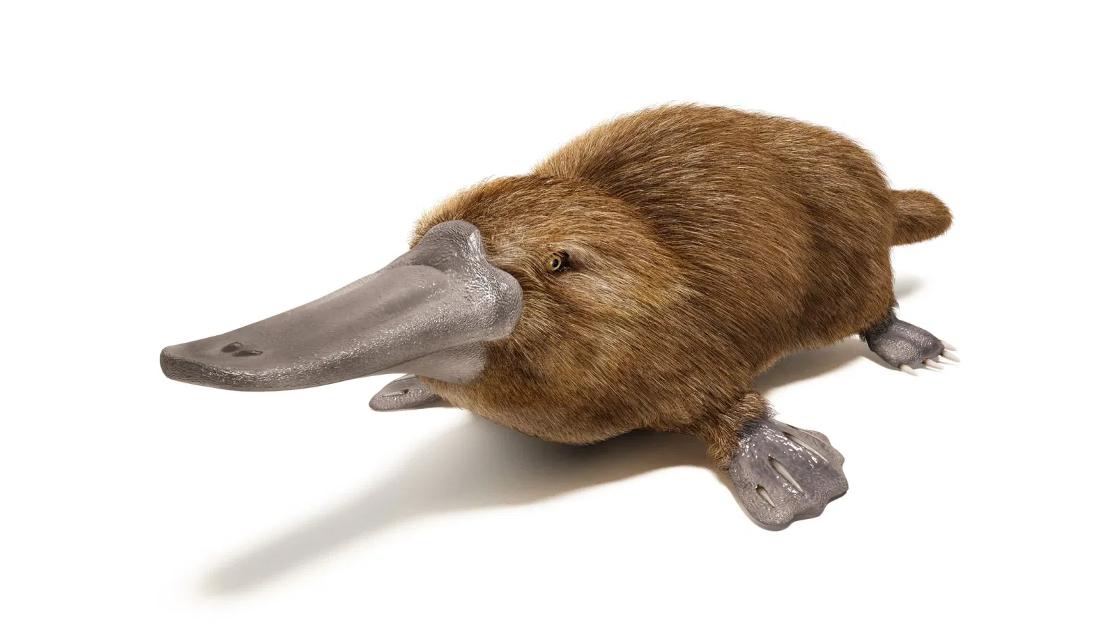 Chiếc mỏ này ẩn chứa siêu năng lực nào đây? (Ảnh: Internet). Chiếc mỏ này ẩn chứa siêu năng lực nào đây? (Ảnh: Internet).