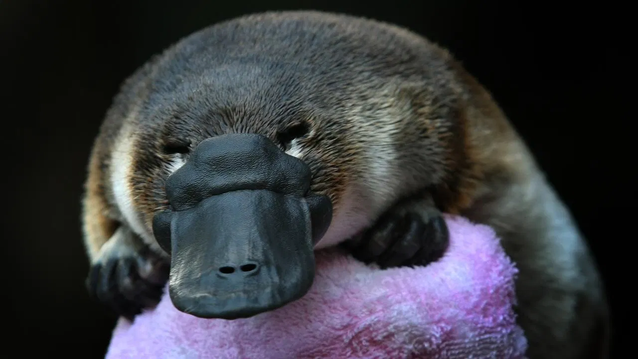 Ai ngờ được loài vật đáng yêu này lại có quá khứ huy hoàng thế chứ! (Ảnh: Internet). Ai ngờ được loài vật đáng yêu này lại có quá khứ huy hoàng thế chứ! (Ảnh: Internet).