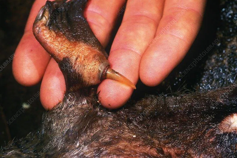 Chiếc gai nhọn này chứa đầy chất độc đấy (Ảnh: Internet). Chiếc gai nhọn này chứa đầy chất độc đấy (Ảnh: Internet).