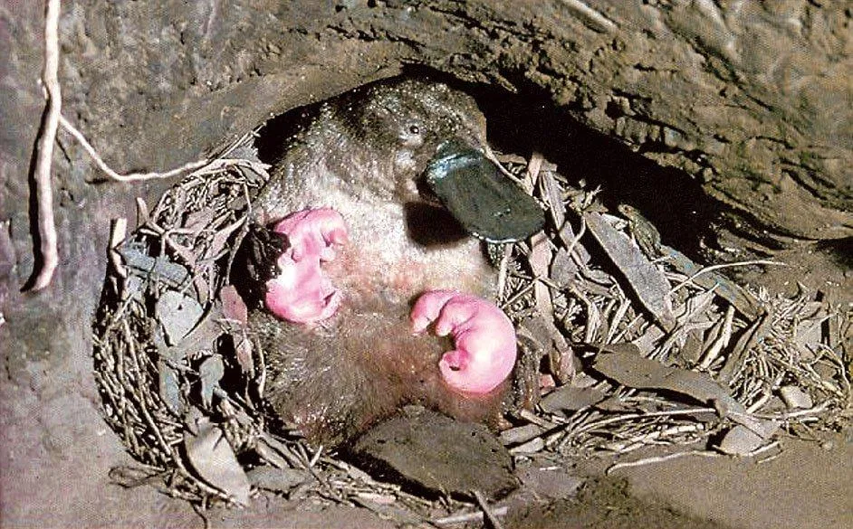 Thú mỏ vịt mẹ bên những đứa con đáng yêu của mình (Ảnh: Internet). Thú mỏ vịt mẹ bên những đứa con đáng yêu của mình (Ảnh: Internet).