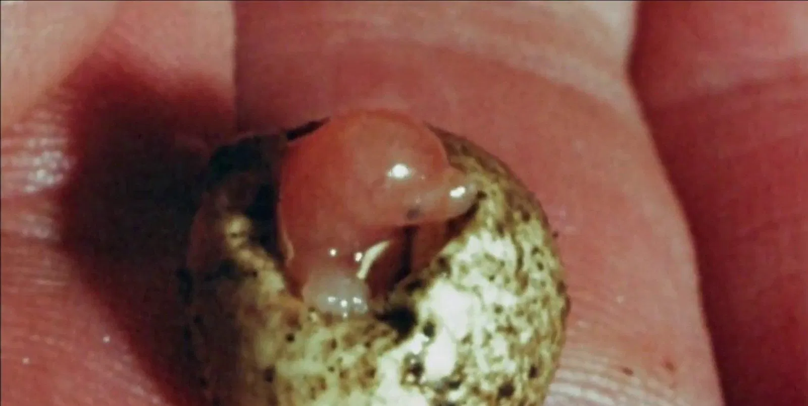 Nhìn chẳng giống thú mỏ vịt mà chúng ta hay thấy nhỉ! (Ảnh: Internet). Nhìn chẳng giống thú mỏ vịt mà chúng ta hay thấy nhỉ! (Ảnh: Internet).