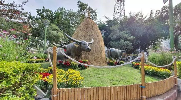 Từ xa thì uy phong là thế nhưng đến gần thì thật giống trâu trốn dịch, mặt hoảng hốt (Ảnh: Internet).