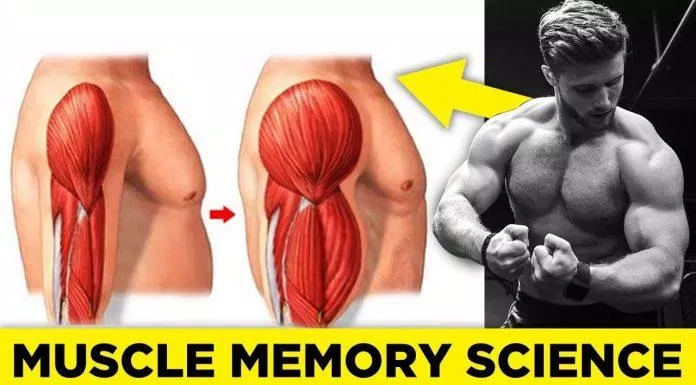 Vẫn cần thêm nhiều nghiên cứu nữa để hiểu rõ về muscle memory (Ảnh: Internet).