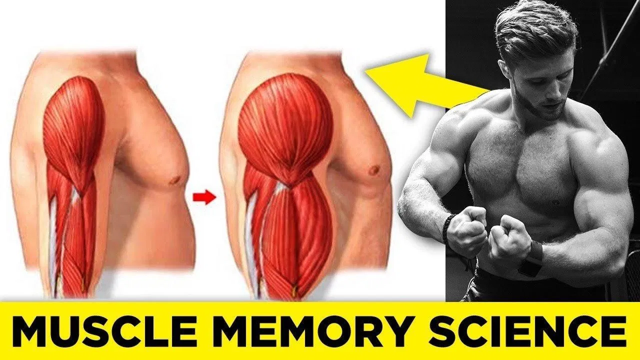 Vẫn cần thêm nhiều nghiên cứu nữa để hiểu rõ về muscle memory (Ảnh: Internet). Vẫn cần thêm nhiều nghiên cứu nữa để hiểu rõ về muscle memory (Ảnh: Internet).