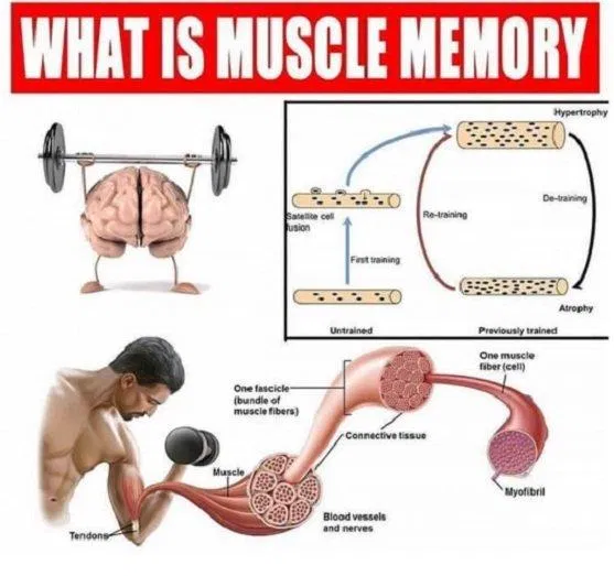 Hình tóm tắt cơ chế của hiện tượng muscle memory (Ảnh: Internet). Hình tóm tắt cơ chế của hiện tượng muscle memory (Ảnh: Internet).