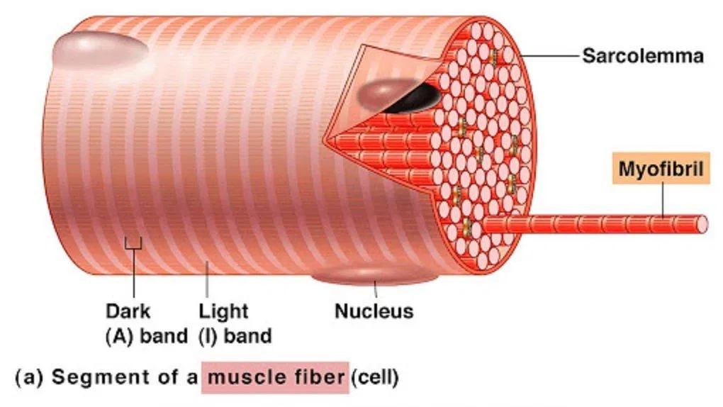 Hình vẽ minh họa cận cảnh tế bào cơ có nhiều nhân (Ảnh: Internet). Hình vẽ minh họa cận cảnh tế bào cơ có nhiều nhân (Ảnh: Internet).
