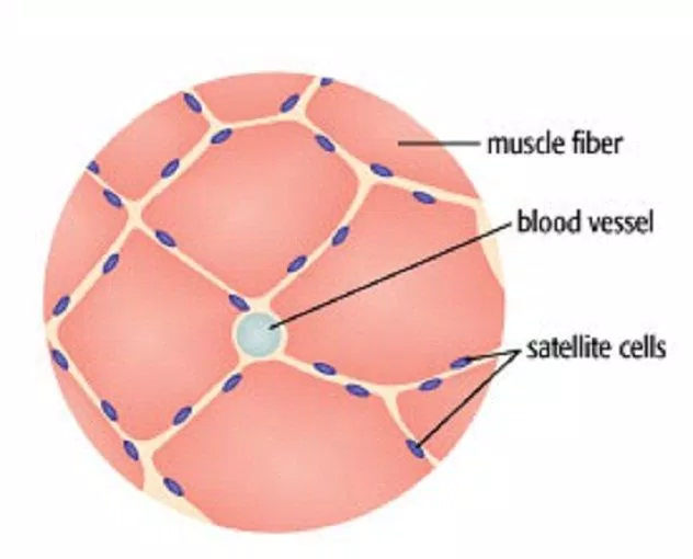 Hình vẽ minh họa cắt ngang bó cơ cho thấy các tế bào vệ tinh nằm xen giữa tế bào cơ (Ảnh: Internet).