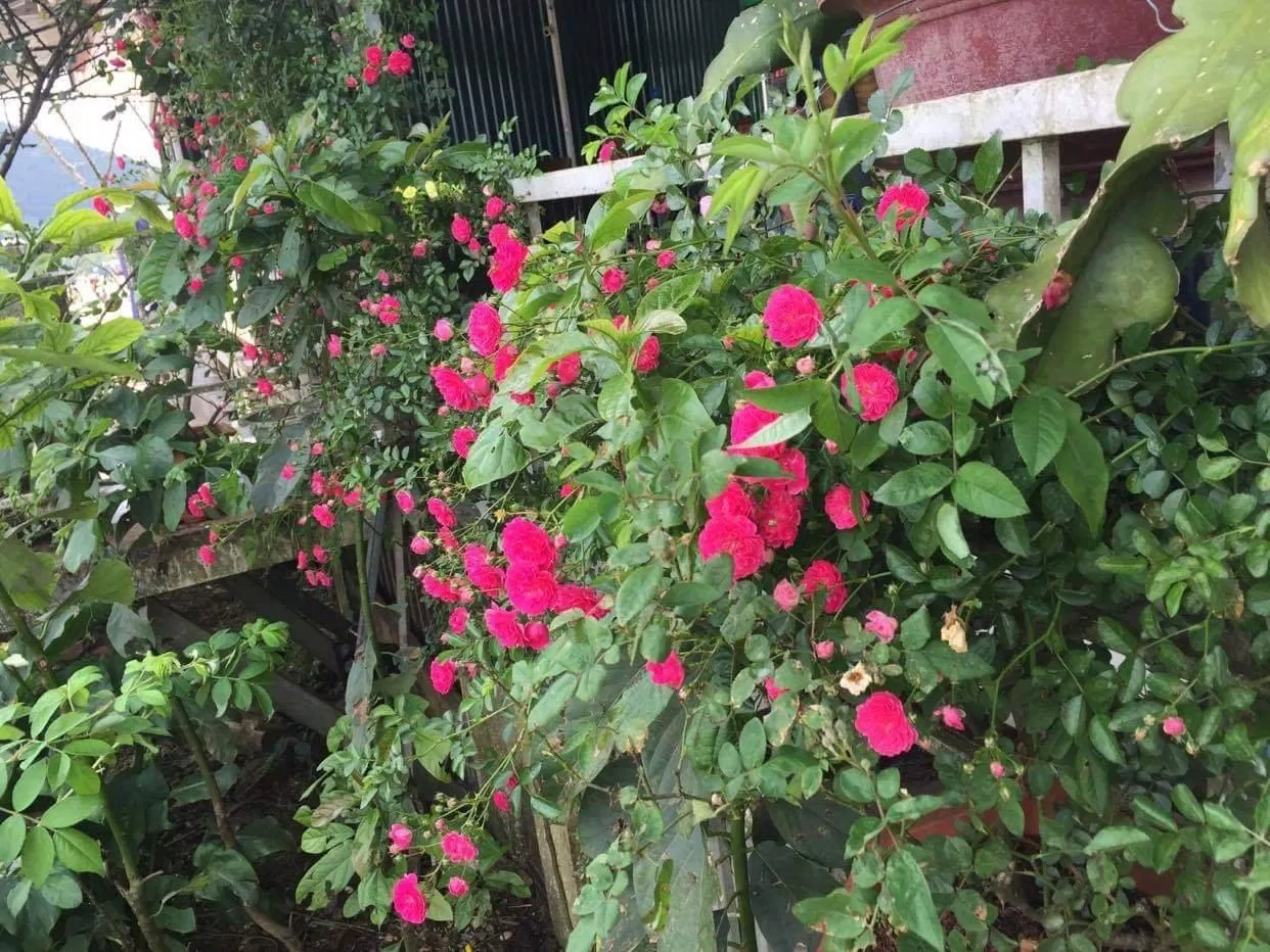 Hoa hồng leo Sa Pa