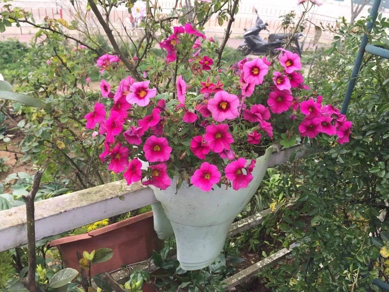 Hoa dạ yến thảo