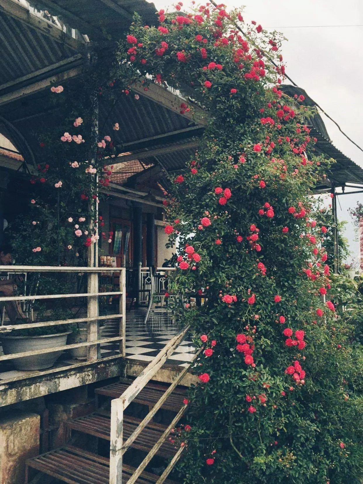 Vòm Hoa hồng leo nổi tiếng Sa Pa (Ảnh: Vòm Hoa hồng leo nổi tiếng Sa Pa (Ảnh: