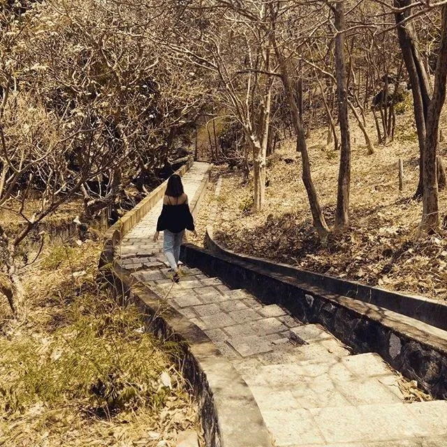 Lối đi bộ lên Bạch Dinh nằm giữa hai hàng cây bông sứ (Ảnh: Internet). Lối đi bộ lên Bạch Dinh nằm giữa hai hàng cây bông sứ (Ảnh: Internet).