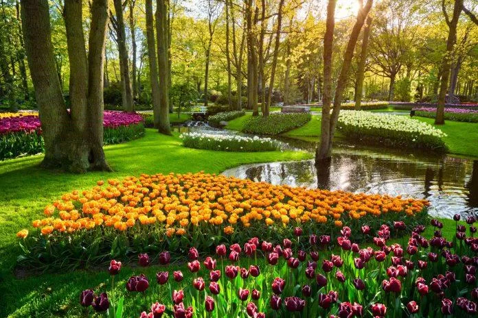 Vườn-Hoa-Keukenhof-in-Hà Lan.  Ảnh: Mạng
