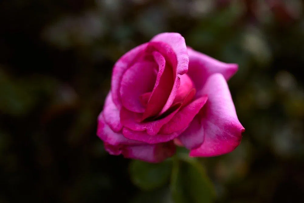 Bông hoa đẹp nhất ( ảnh Internet) Bông hoa đẹp nhất ( ảnh Internet)